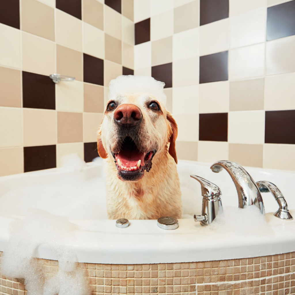 Image of dog in a bath